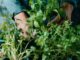 Comment faire pousser facilement des plantes aromatiques dans sa cuisine ?
